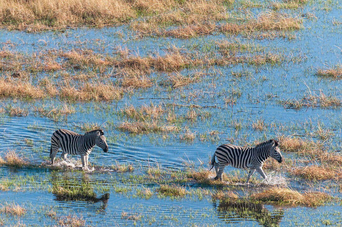 An aerial view of plains zebras, Equus quagga, walking in a flood plain. Okavango Delta, Botswana.