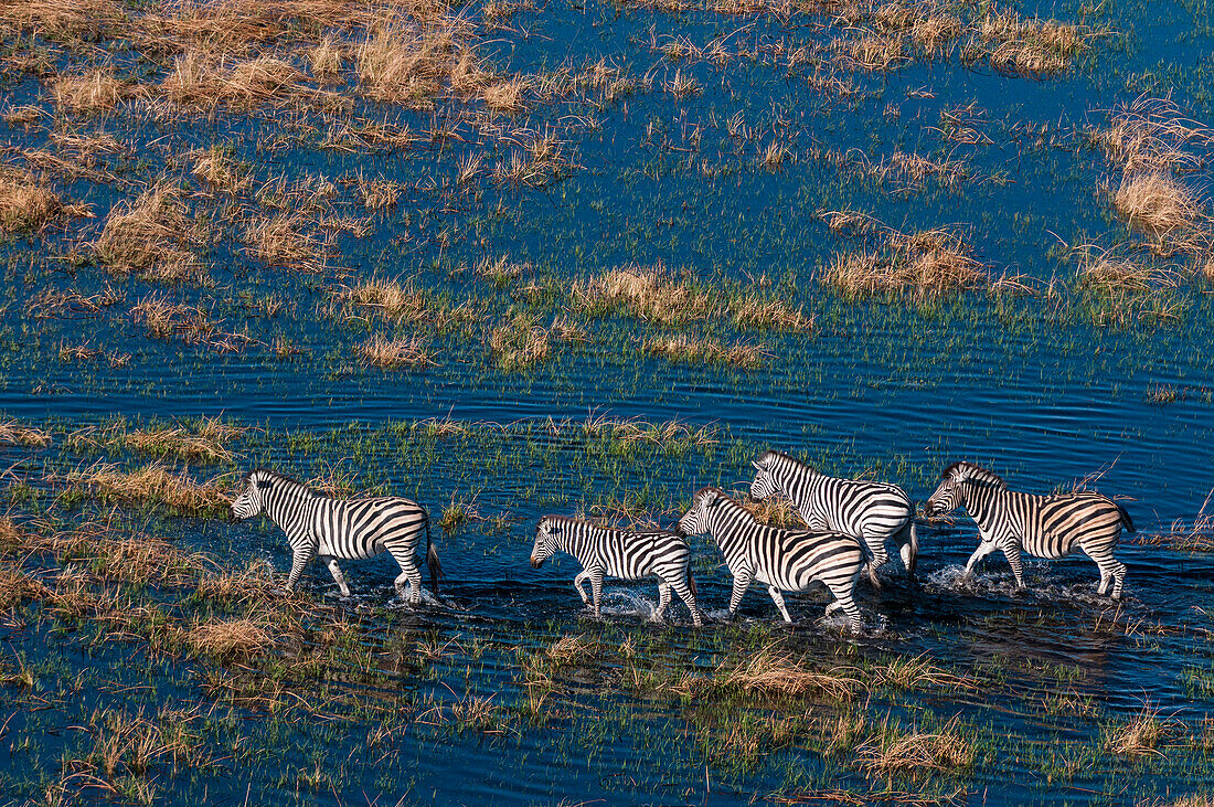 Luftaufnahme von Steppenzebras (Equus quagga), die in einer Überschwemmungsebene spazieren gehen. Okavango-Delta, Botsuana.