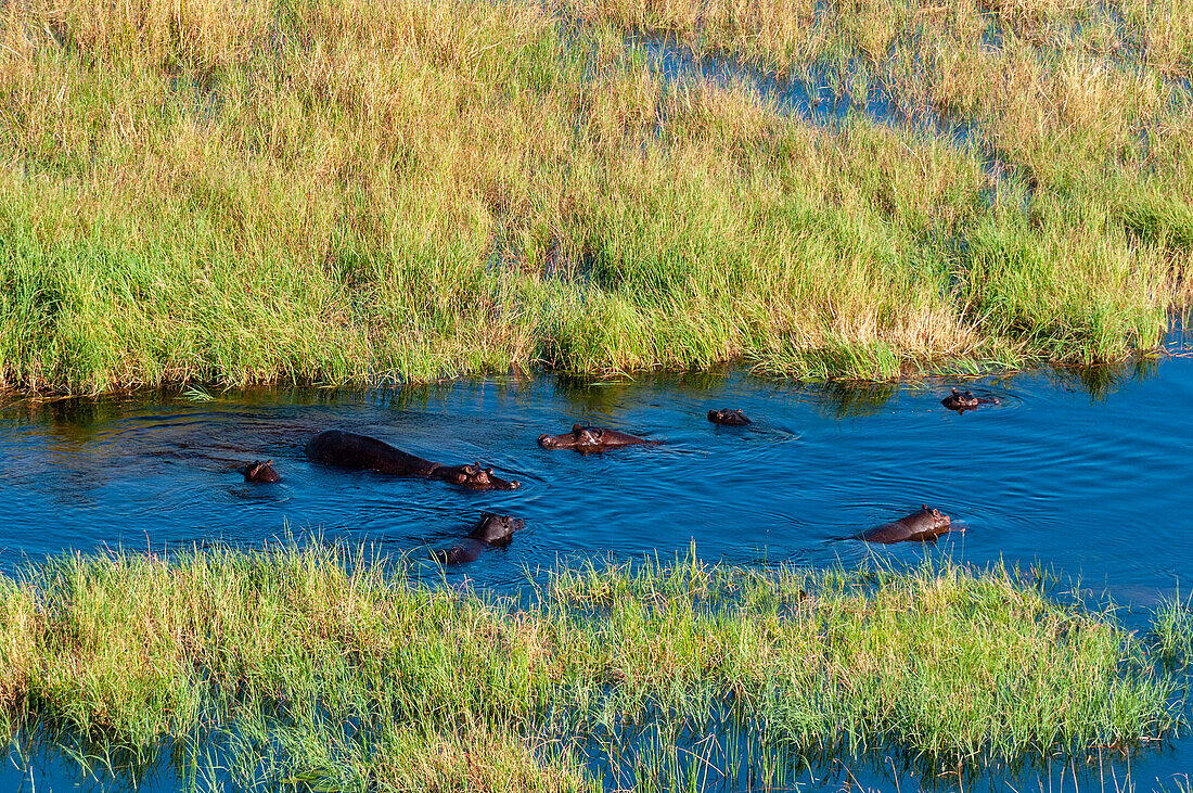 Eine Luftaufnahme von Flusspferden, Hippopotamus amphibius, im Wasser. Okavango-Delta, Botsuana.