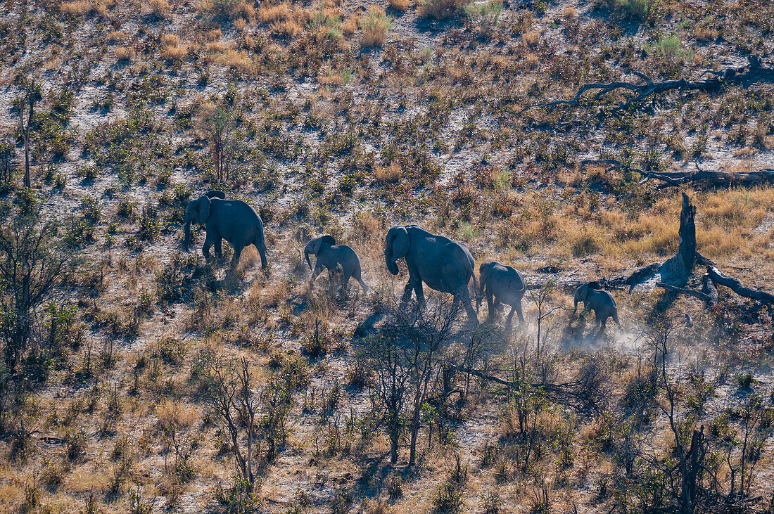 Luftaufnahme von afrikanischen Elefanten und ihren Kälbern, Loxodonda africana, beim Wandern. Okavango-Delta, Botsuana.