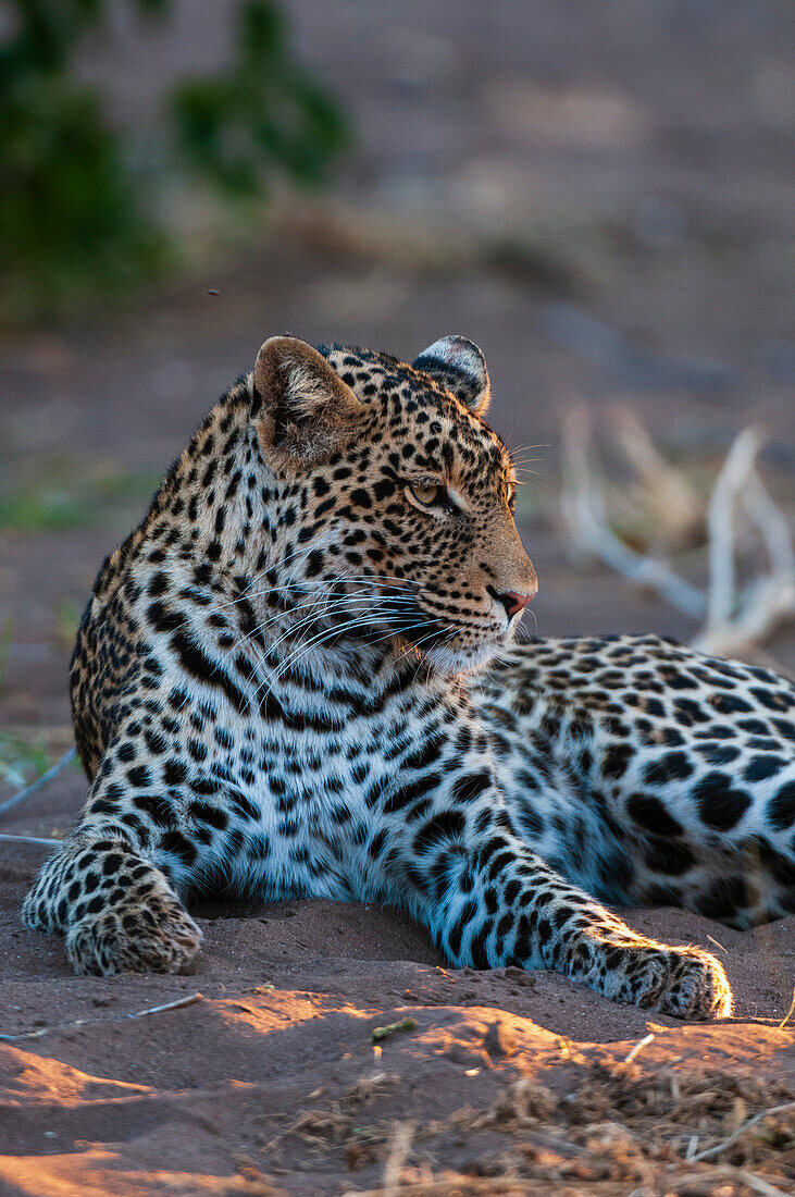 Portrait of a leopard, Panthera pardus, resting. Mashatu Game Reserve, Botswana.