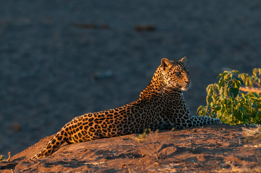 Portrait of a leopard, Panthera pardus, resting at sunset. Mashatu Game Reserve, Botswana.