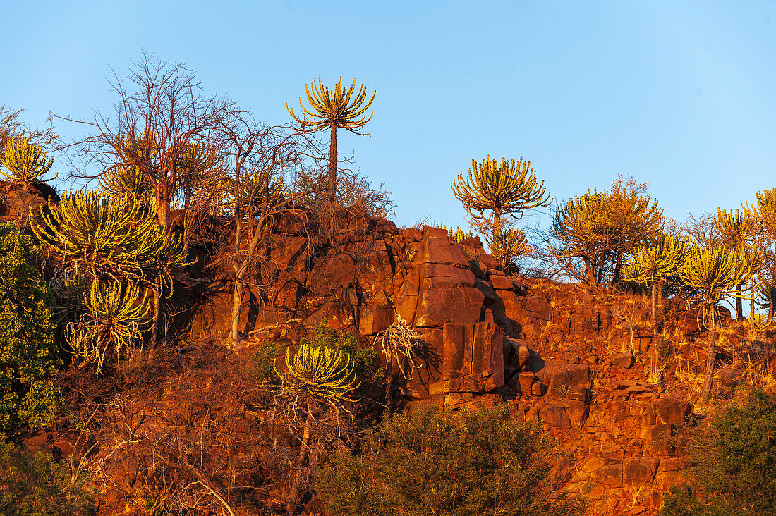 Low angle view of cliffs lined with strange trees. Mashatu Game Reserve, Botswana.