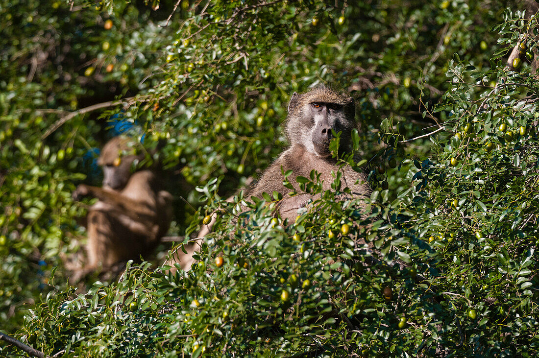 Chacma-Paviane, Papio ursinus, sitzen auf einem Baum. Mashatu-Wildreservat, Botsuana.
