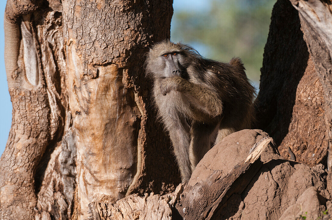 A chacma baboon, Papio ursinus, sitting in the fork of a tree. Mashatu Game Reserve, Botswana.