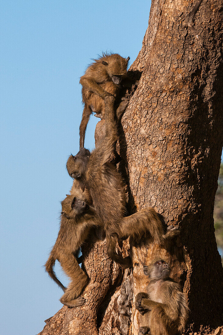 Young chacma baboons, Papio ursinus, playing and climbing on a tree trunk. Mashatu Game Reserve, Botswana.