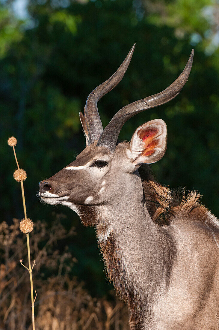 Nahaufnahme eines männlichen Großen Kudu, Tragelaphus strepsiceros. Mashatu-Wildreservat, Botsuana.