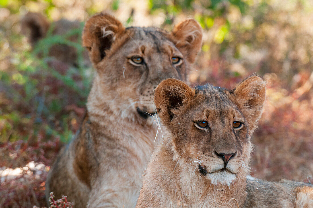 Porträt eines ruhenden Löwenpaares, Panthera leo. Mashatu-Wildreservat, Botsuana.