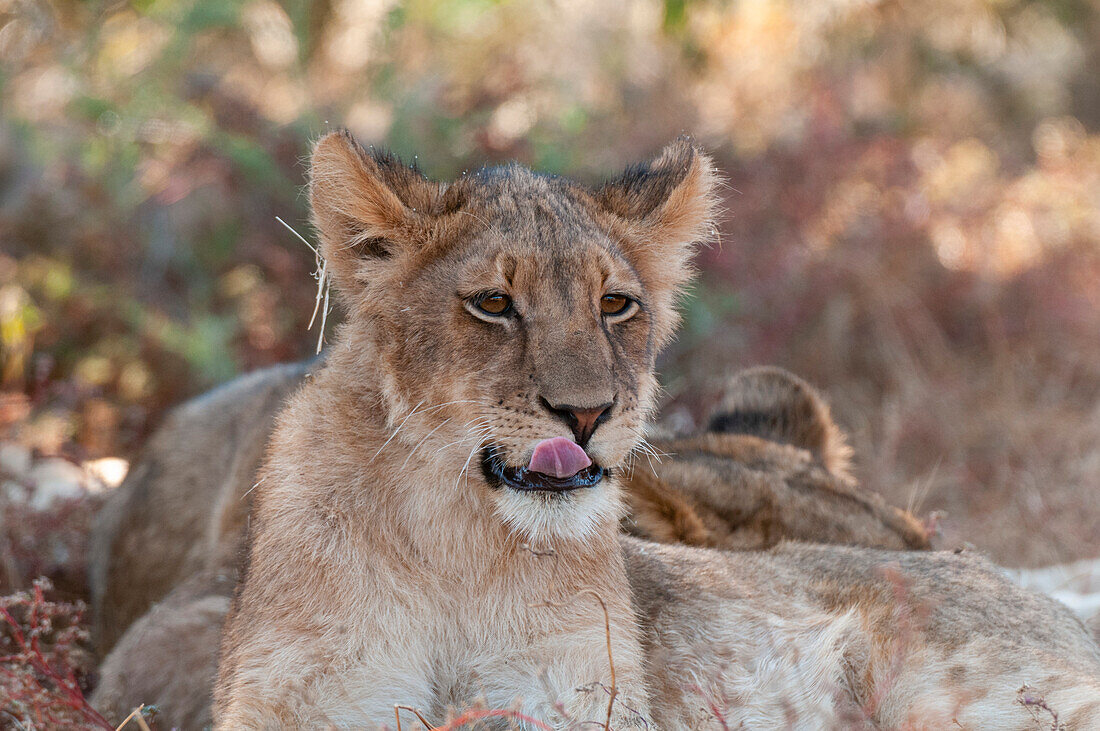 Porträt eines jungen Löwen, Panthera leo, der sich mit anderen Mitgliedern seines Rudels ausruht. Mashatu-Wildreservat, Botsuana.