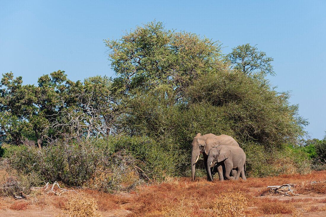 A female African elephant, Loxodonta africana, with her juvenile calf. Mashatu Game Reserve, Botswana.
