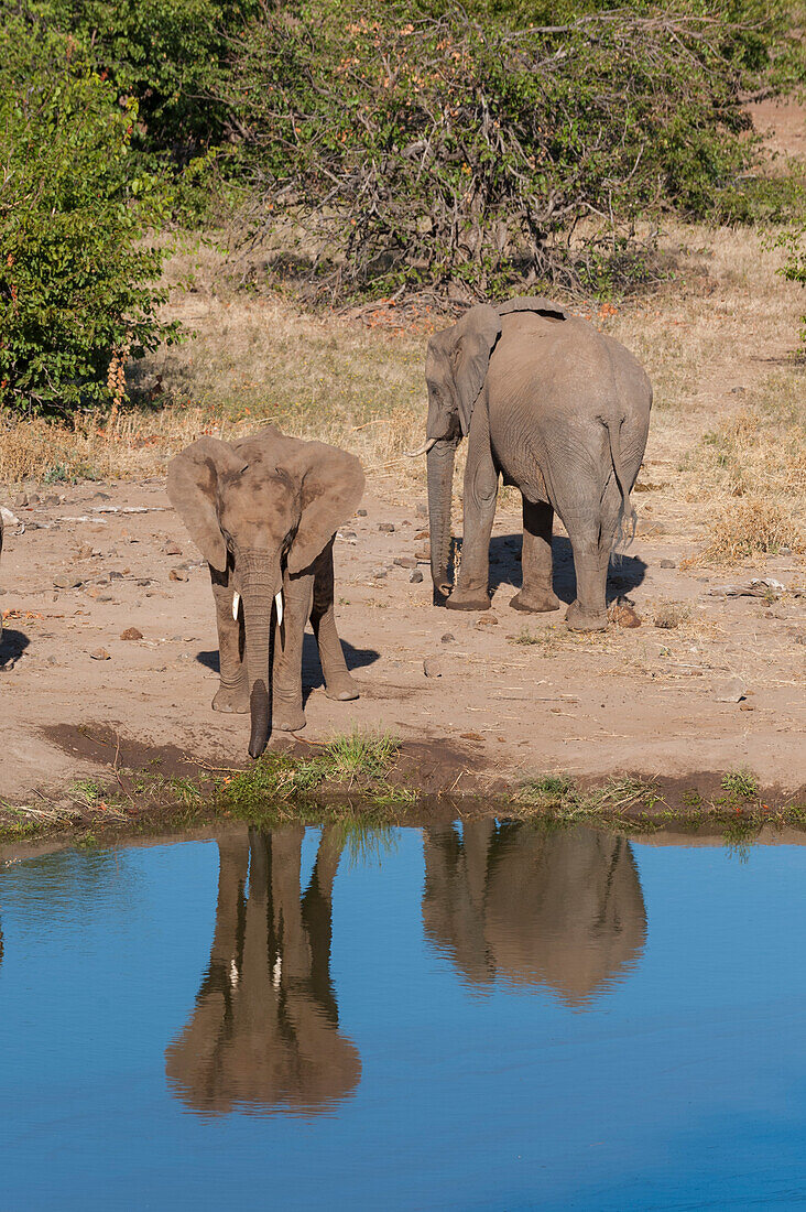 Zwei junge afrikanische Elefanten, Loxodonta africana, an einer Wasserstelle. Mashatu-Wildreservat, Botsuana.