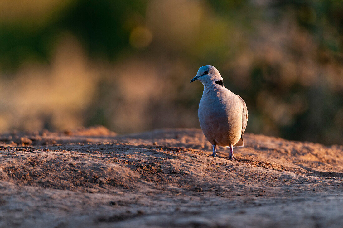 Eine Kap-Turteltaube oder Ringhalstaube, Streptopelia capicola. Mashatu-Wildreservat, Botsuana.