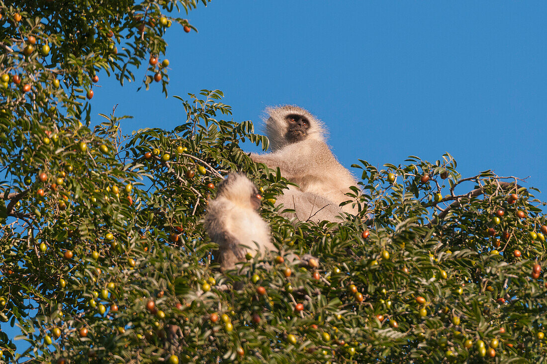 A vervet monkey and juvenile, Cercopithecus aethiops, in a tree top. Mashatu Game Reserve, Botswana.