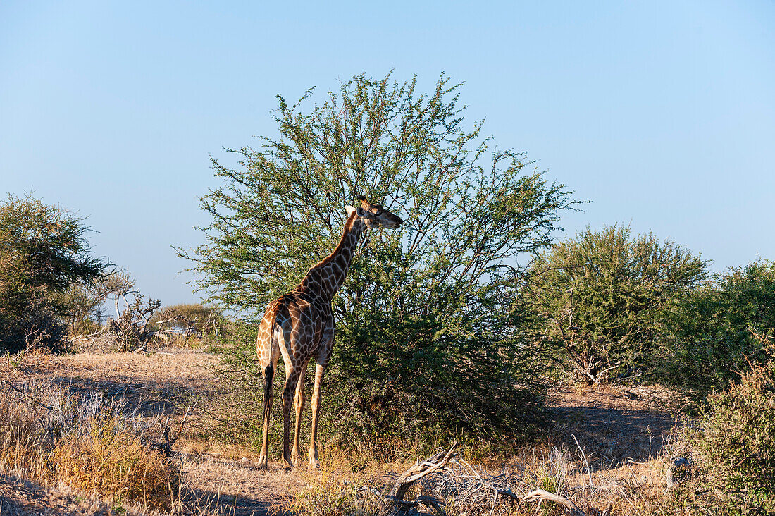 Südliche Giraffe, Giraffa camelopardalis, beim Grasen auf einem buschigen Baum. Mashatu-Wildreservat, Botsuana.
