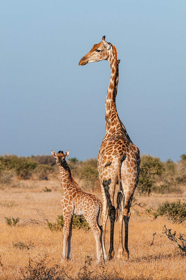 Eine südliche Giraffe, Giraffa camelopardalis, mit einem eine Woche alten Kalb. Mashatu-Wildreservat, Botsuana.