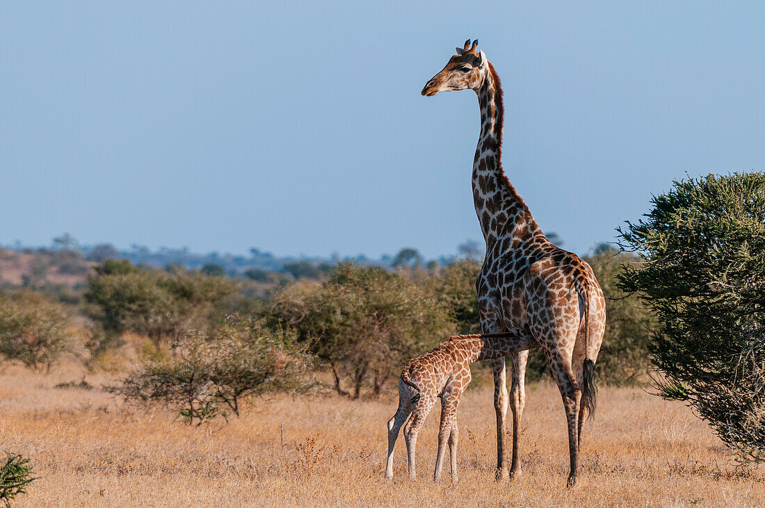 Eine Südliche Giraffe, Giraffa camelopardalis, säugt ihr Neugeborenes. Mashatu-Wildreservat, Botsuana.