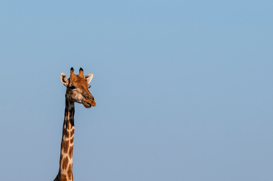 Kopf- und Halsporträt einer Südlichen Giraffe, Giraffa camelopardalis. Mashatu-Wildreservat, Botsuana.