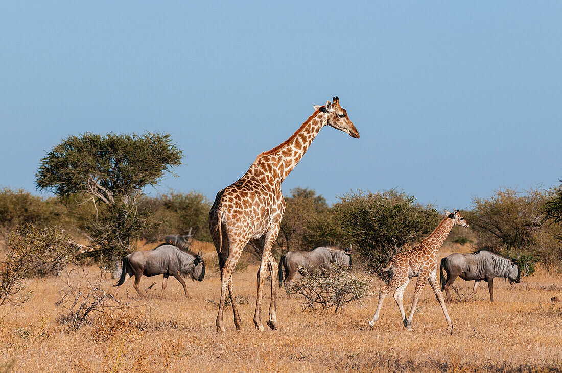 A southern giraffe, Giraffa camelopardalis, and her one-week-old calf walking with a group of blue wildebeests, Connochaetes taurinus. Mashatu Game Reserve, Botswana.