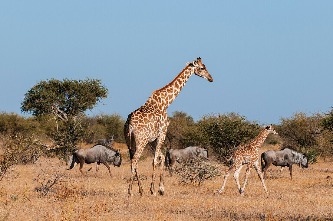 Eine südliche Giraffe, Giraffa camelopardalis, und ihr eine Woche altes Kalb gehen mit einer Gruppe von Streifengnus, Connochaetes taurinus, spazieren. Mashatu-Wildreservat, Botsuana.
