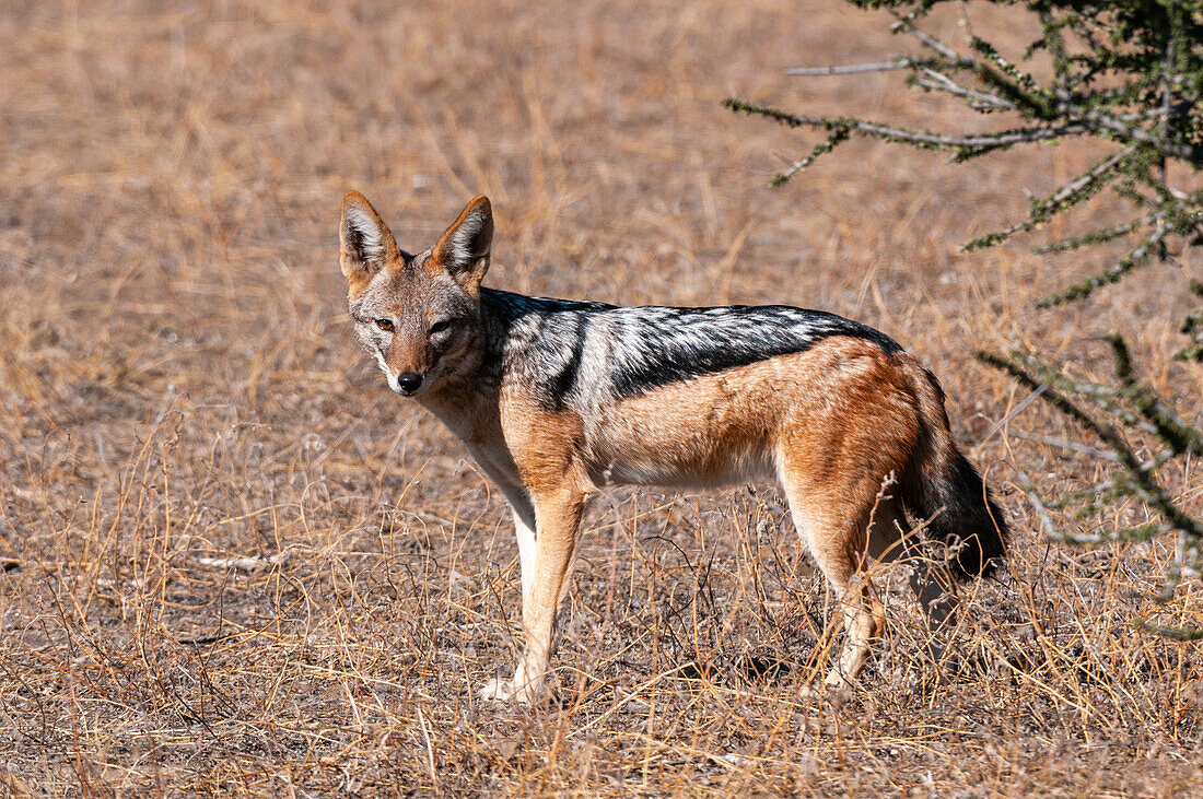 Porträt eines Schabrackenschakals, Canis mesomelas, der in die Kamera schaut. Mashatu-Wildreservat, Botsuana.