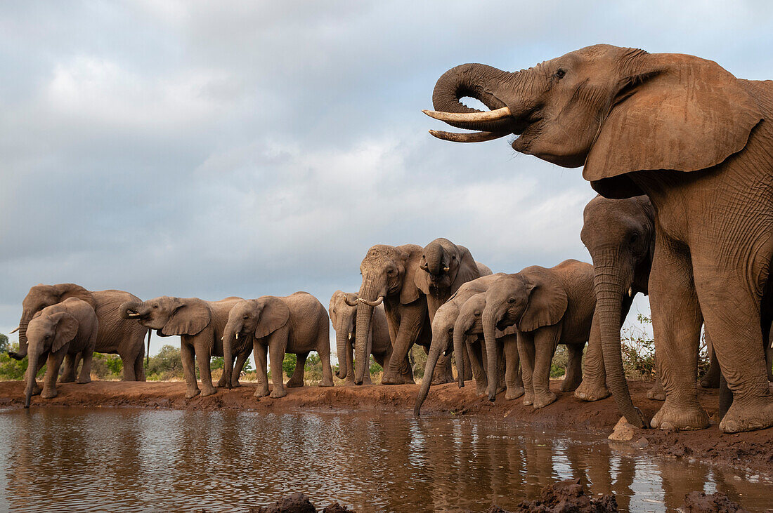 Eine Herde afrikanischer Elefanten, Loxodonta africana, beim Trinken. Mashatu-Wildreservat, Botsuana.