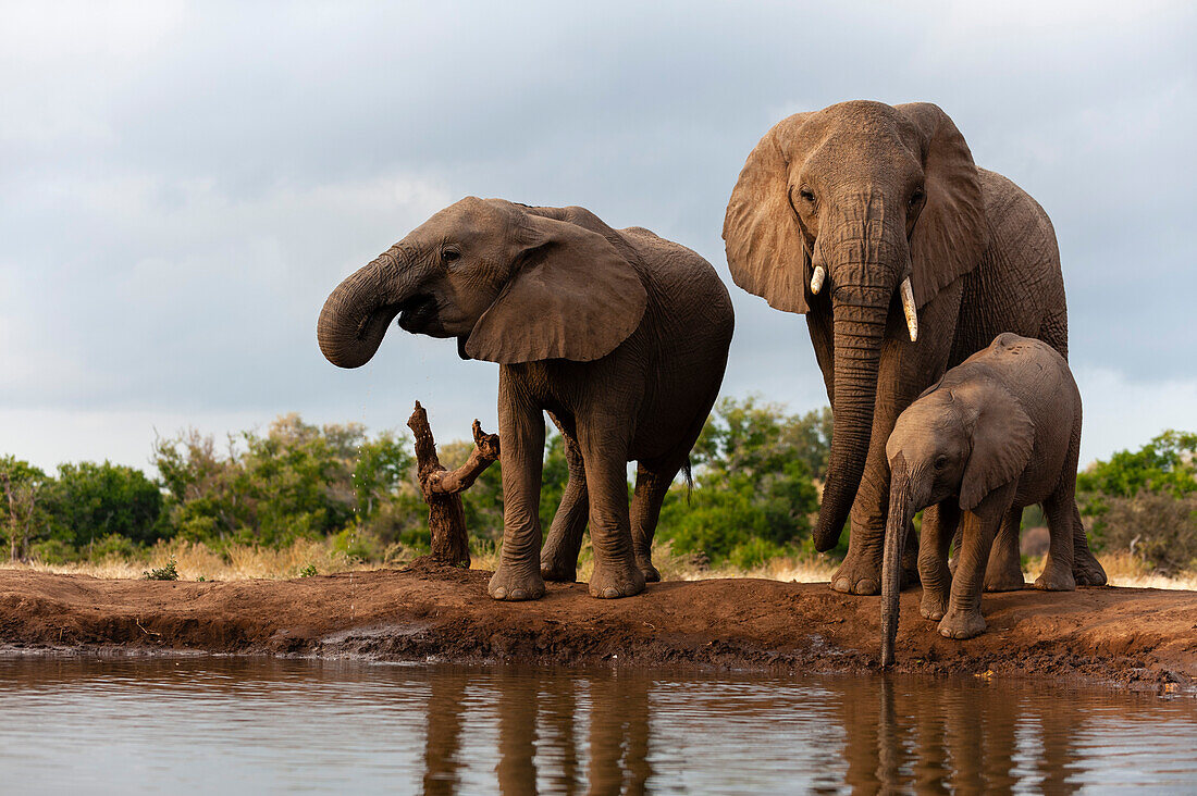 Eine Herde afrikanischer Elefanten, Loxodonta africana, beim Trinken. Mashatu-Wildreservat, Botsuana.