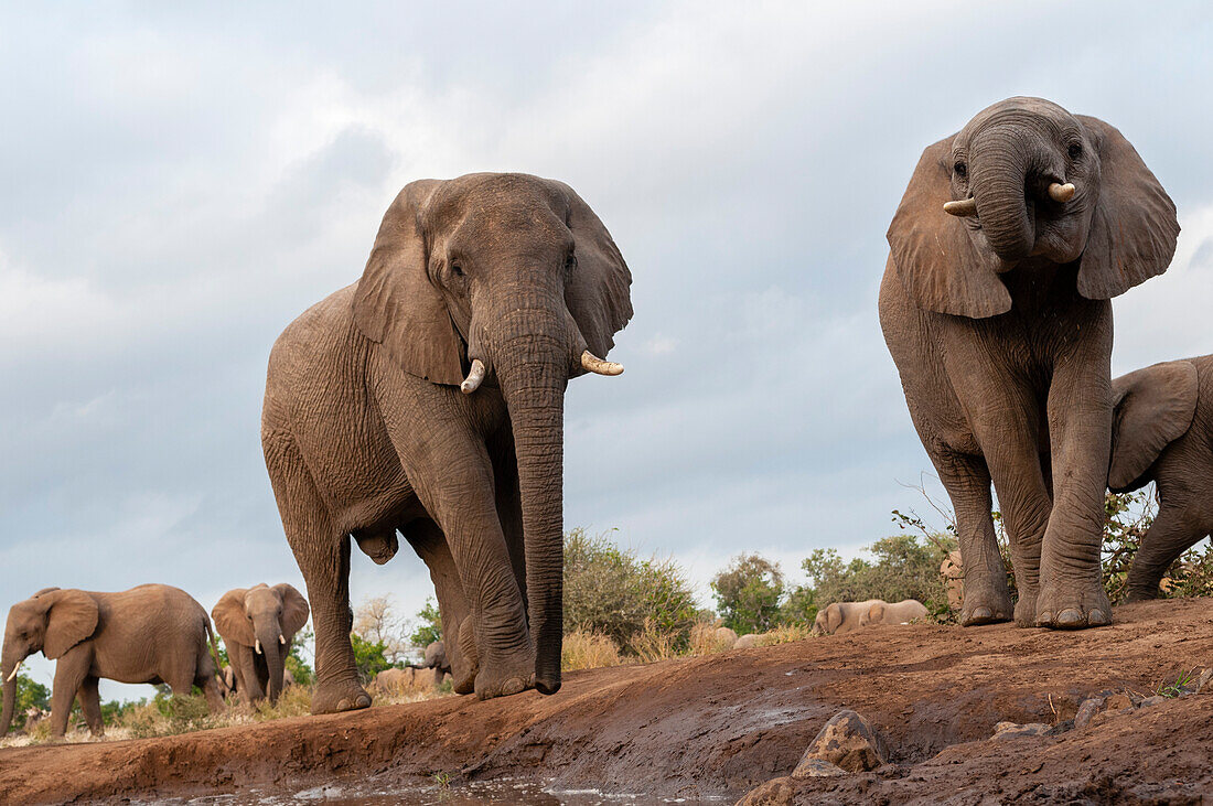 Eine Herde afrikanischer Elefanten, Loxodonta africana, an einer Wasserstelle. Mashatu-Wildreservat, Botsuana.