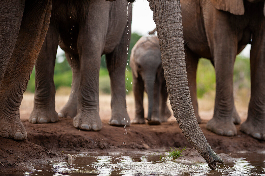 Detail des Rüssels eines Afrikanischen Elefanten, Loxodonta africana, beim Trinken an einer Wasserstelle. Mashatu-Wildreservat, Botsuana.