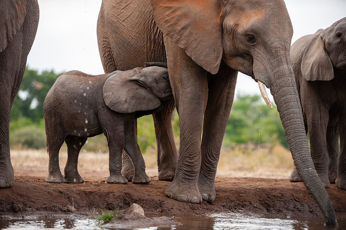 Ein afrikanisches Elefantenkalb, Loxodonta africana, säugt, während seine Mutter trinkt. Mashatu-Wildreservat, Botsuana.