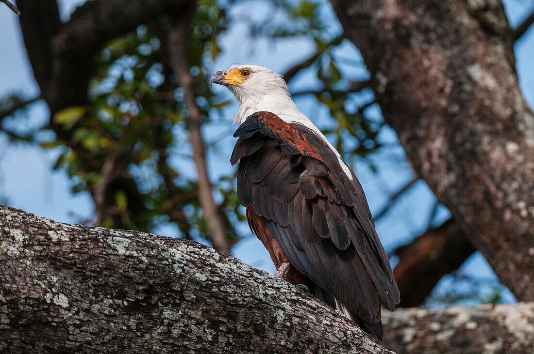 Porträt eines afrikanischen Fischadlers, Haliaeetus vocifer, der in einem Baum hockt. Chobe-Nationalpark, Botsuana.