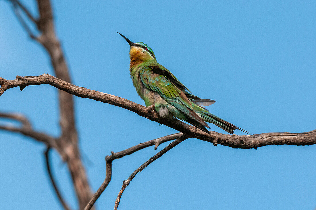 Porträt eines kleinen Bienenfressers, Merops pusillus, der auf einem Ast sitzt. Chobe-Nationalpark, Botsuana.