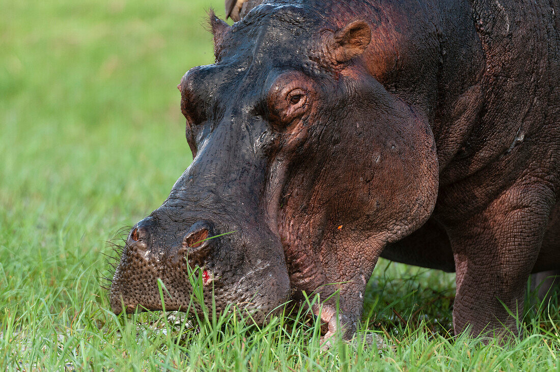 Nahaufnahme eines Flusspferdes, Hippopotamus amphibius, das auf einer Grasinsel grast. Chobe-Nationalpark, Botsuana.