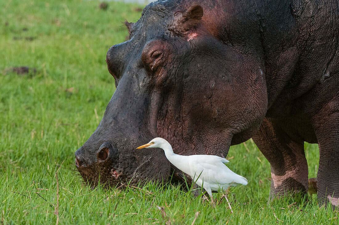 Ein Kuhreiher, Bubulcus ibis, fängt Insekten, die ein grasendes Nilpferd aufwirbelt. Chobe-Nationalpark, Botsuana.