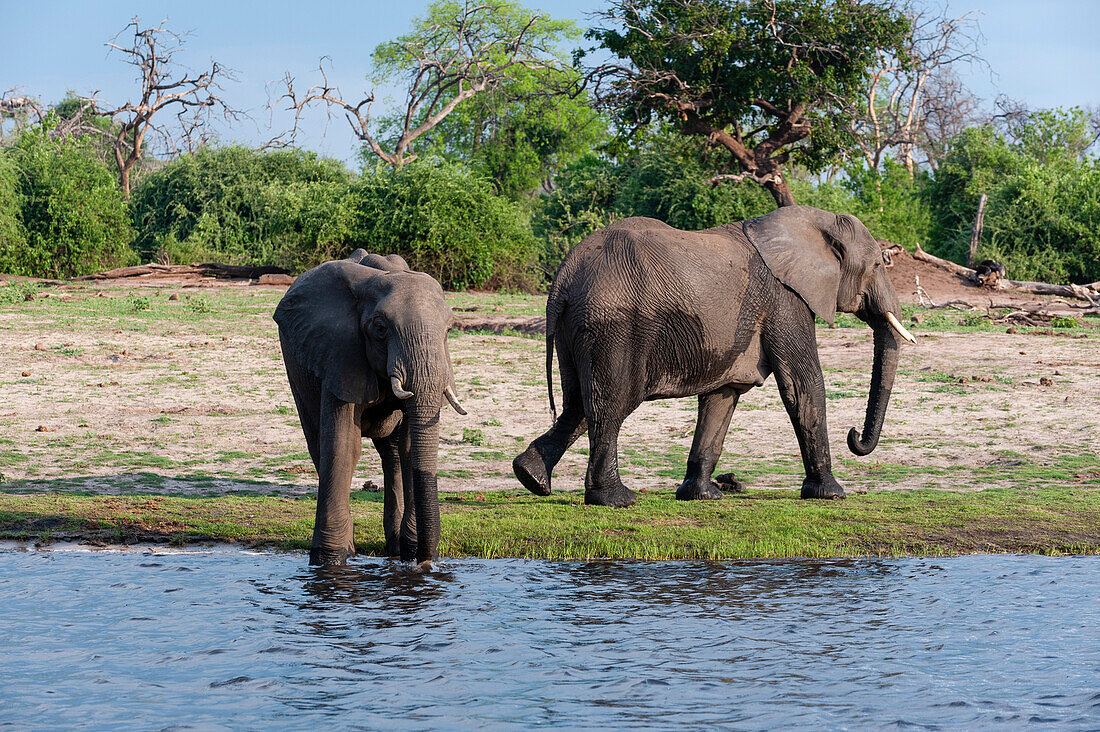 Afrikanische Elefanten, Loxodonta africana, an einem Ufer des Chobe-Flusses. Chobe-Fluss, Chobe-Nationalpark, Botsuana.