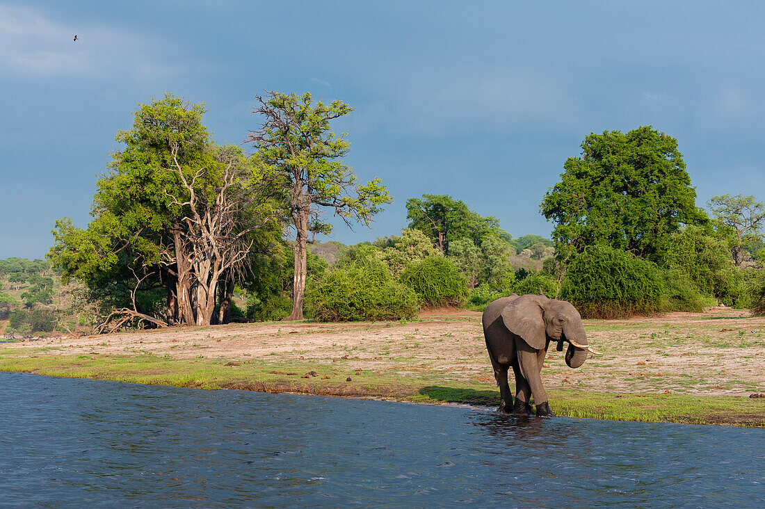 An African elephant, Loxodonta africana, drinking from a bank of the Chobe River. Chobe River, Chobe National Park, Botswana.