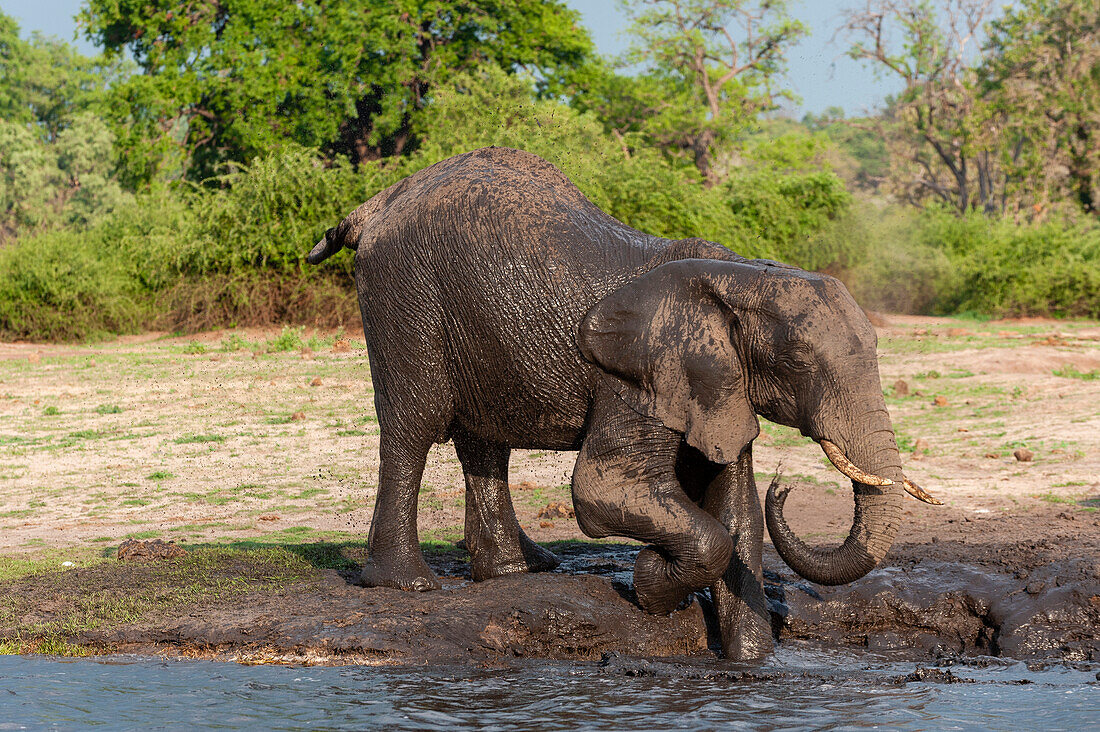 An African elephant, Loxodonta africana, mud bathing on a bank of the Chobe River. Chobe River, Chobe National Park, Botswana.