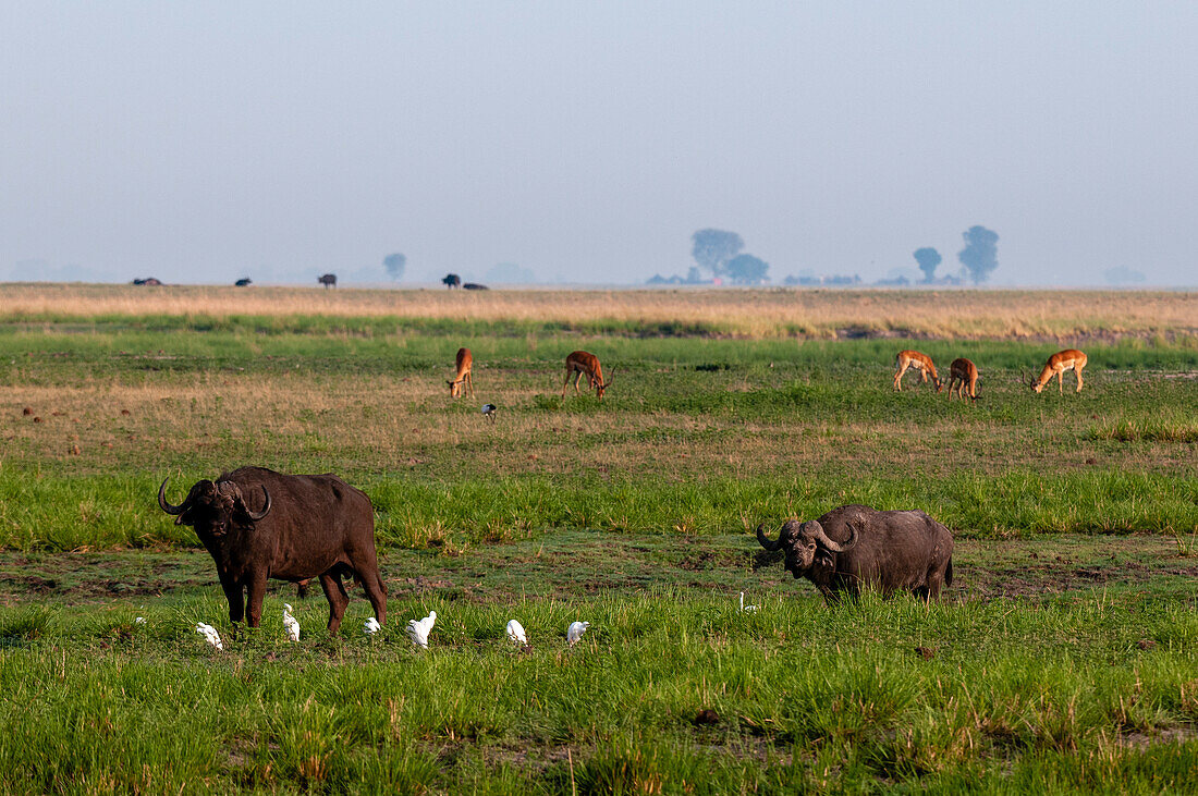 Afrikanischer Büffel, Syncerus caffer, Kuhreiher, Bubulcus ibis, und Impalas, Aepyceros melampus, in einer malerischen Landschaft... Chobe-Nationalpark, Botsuana.