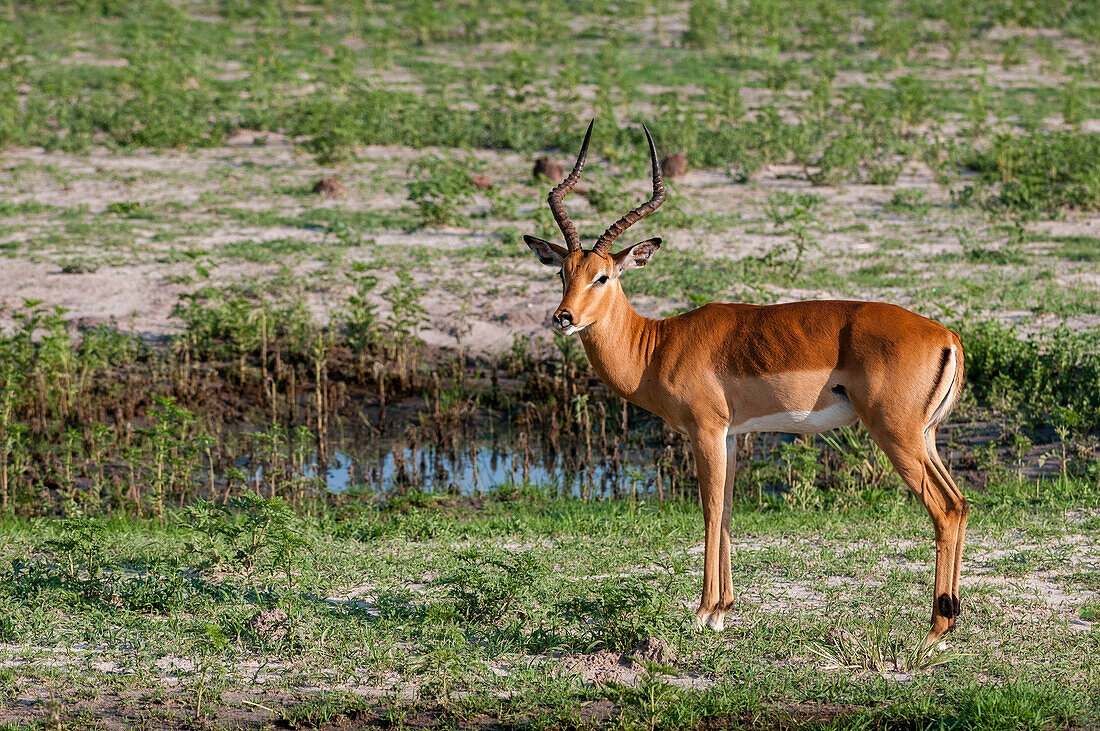 Portrait of an impala, Aepyceros melampus. Chobe National Park, Botswana.