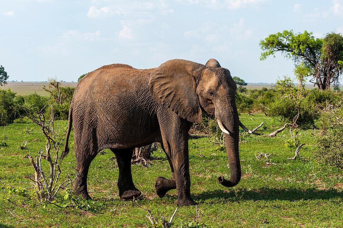 An African elephant, Loxodonta africana, glancing at the photographer as it walks by. Chobe National Park, Botswana.