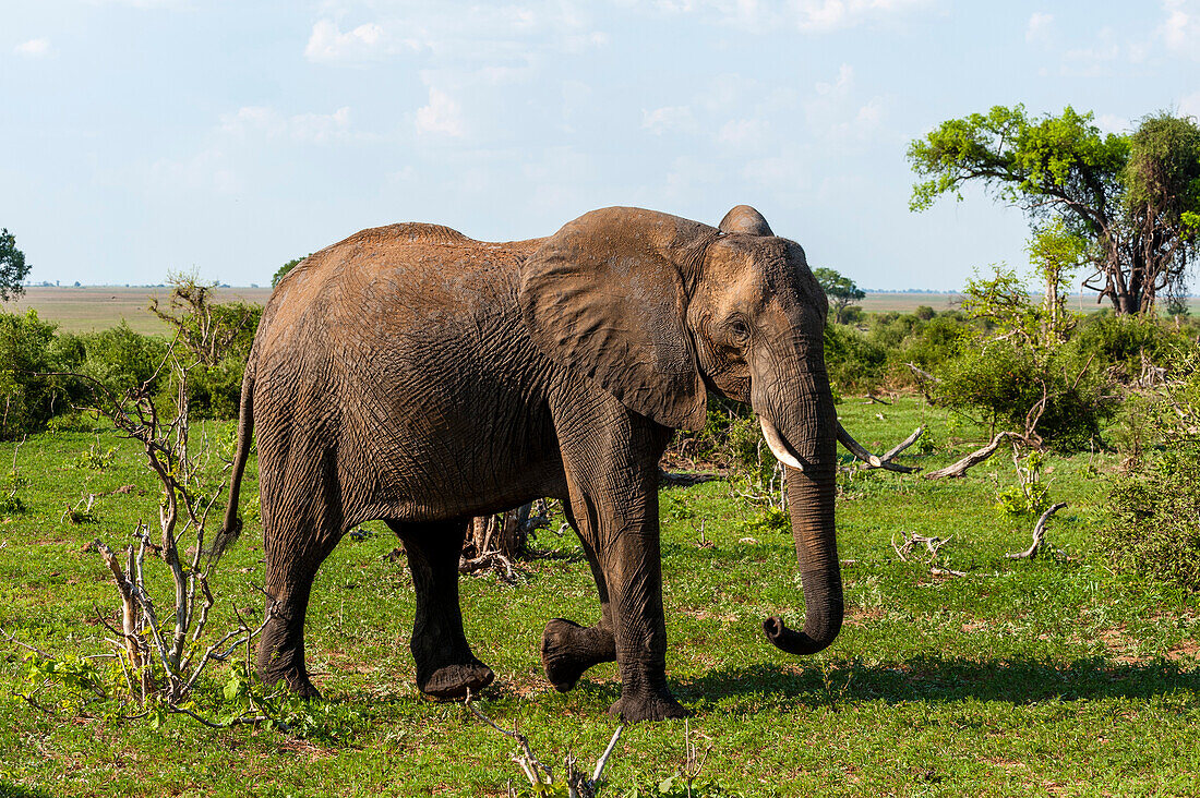 Ein afrikanischer Elefant, Loxodonta africana, blickt den Fotografen an, während er vorbeiläuft. Chobe-Nationalpark, Botsuana.