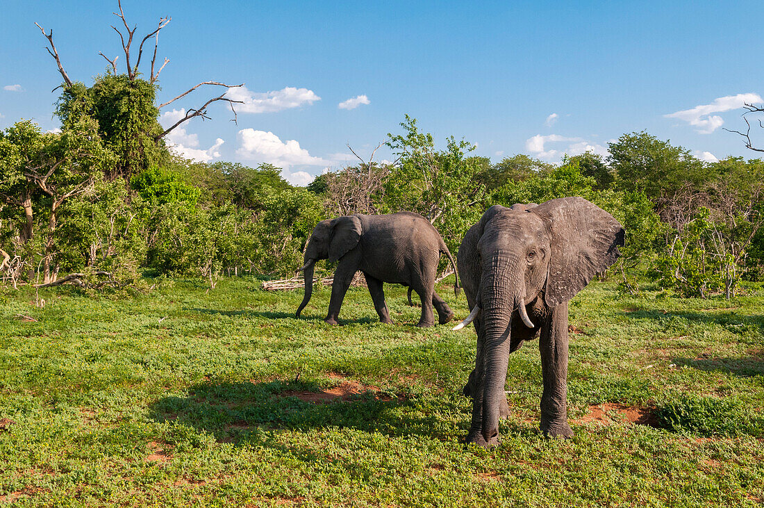 Zwei weibliche afrikanische Elefanten, Loxodonta africana, in ihrer Umgebung. Chobe-Nationalpark, Botsuana.