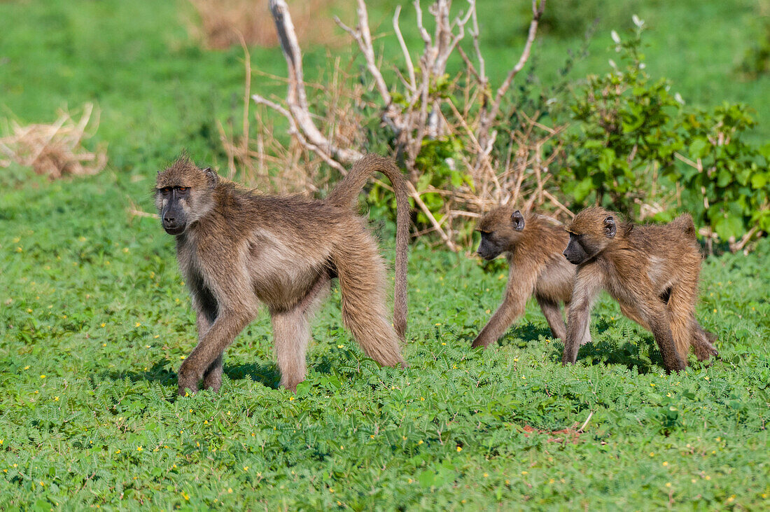 Ein weiblicher Chacma-Pavian, Papio ursinus, geht mit seinen beiden Jungen spazieren. Chobe-Nationalpark, Botsuana.