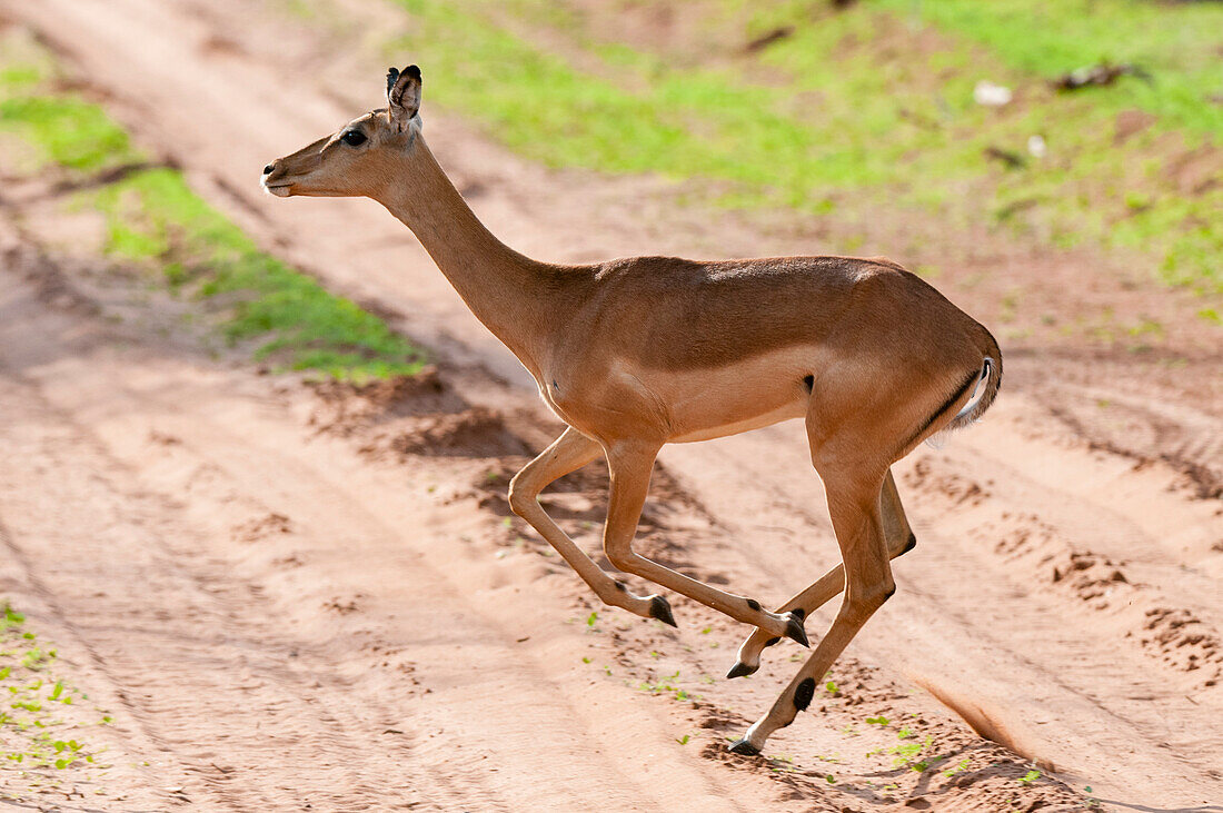 Portrait of an impala, Aepyceros melampus, running across a dirt road. Chobe National Park, Botswana.