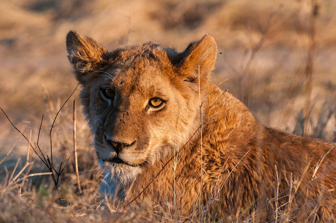 Porträt eines jungen Löwen, Panthera leo, der im goldenen Sonnenlicht ruht. Okavango-Delta, Botsuana.