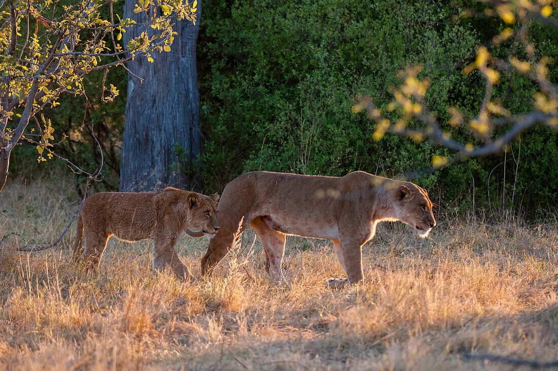 Eine Löwin, Panthera leo, geht mit ihrem Jungen spazieren. Okavango-Delta, Botsuana.