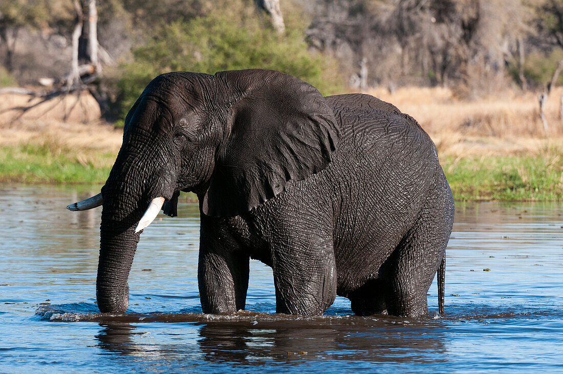 An African elephant, Loxodonta africana, wading in water. Okavango Delta, Botswana.