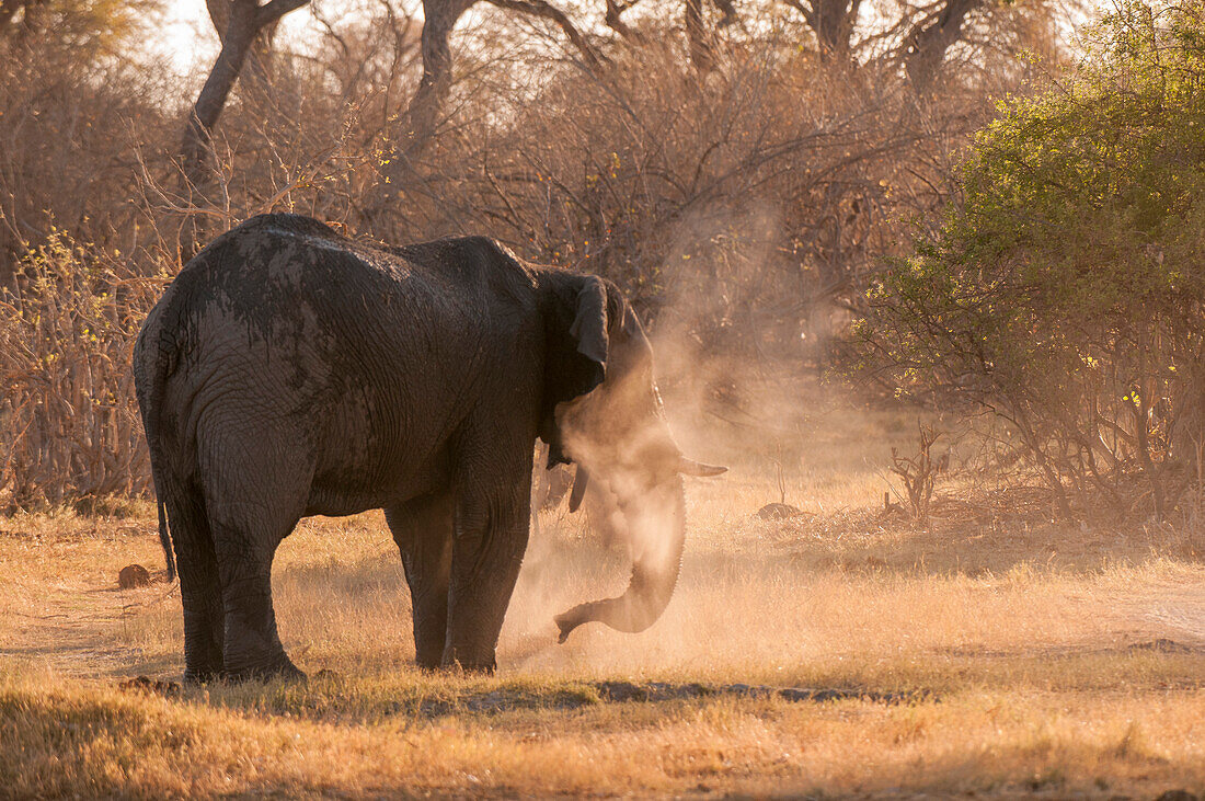 An African elephant, Loxodonta africana, in a cloud of dust. Okavango Delta, Botswana.