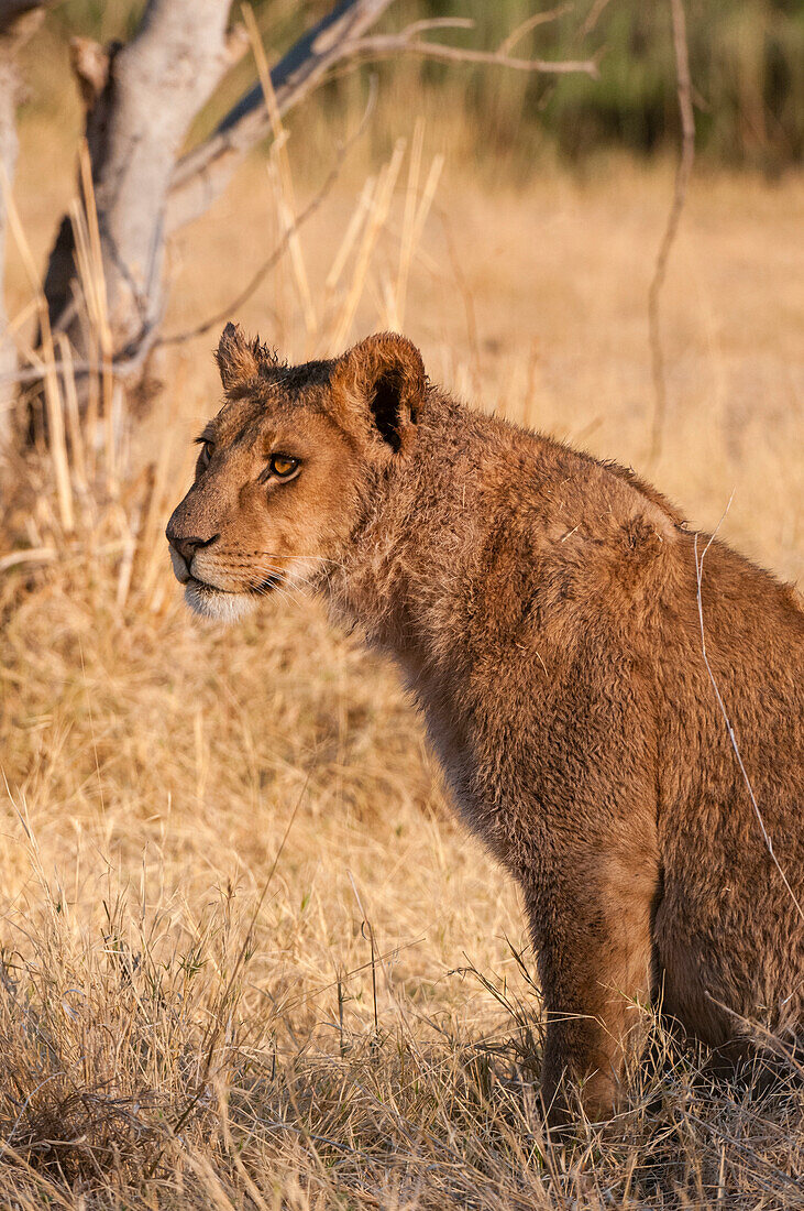 Porträt eines jungen Löwen, Panthera leo. Okavango-Delta, Botsuana.