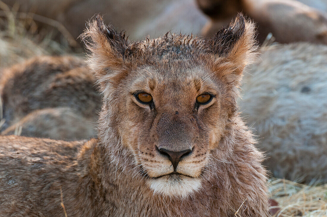 Portrait of a wet young lion, Panthera leo, after crossing a river. Okavango Delta, Botswana.