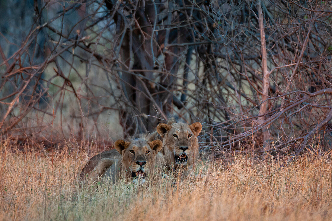 Zwei Löwen, Panthera leo, ruhen sich im hohen Gras aus. Okavango-Delta, Botsuana.